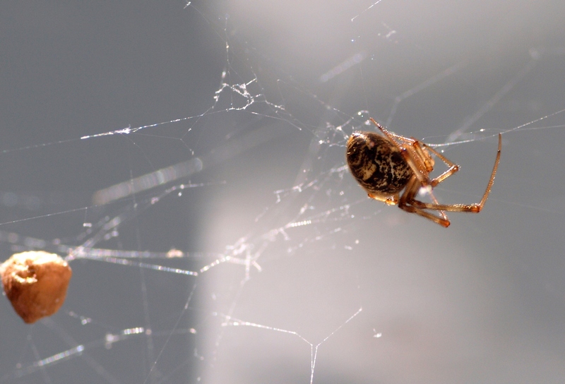 Parasteatoda sp.